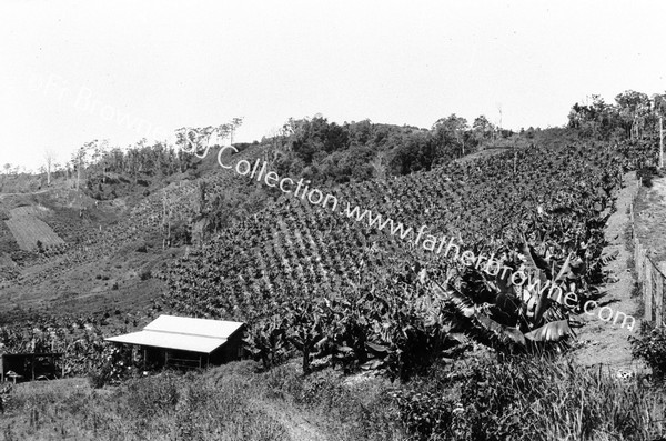 BANANA PLANTATION : BANANA FIELDS